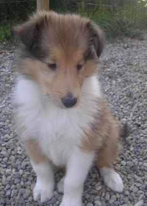 Collie Cachorro