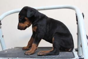 Doberman en Venta