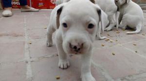 Dogo Argentino Cachorritos 4