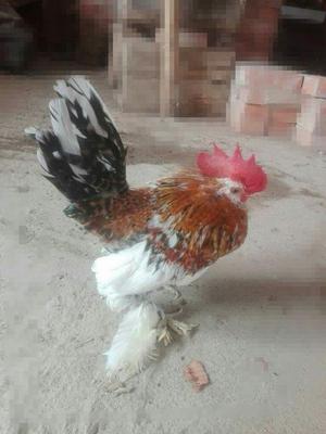 Gallos Y Gallinas Chilenas