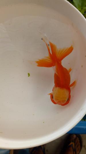 Goldfish Variados