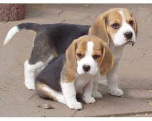 Hermosos cachorros Beagle