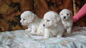 LINDOS CACHORROS BICHON FRISE