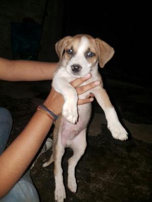 Lindos Cachorros