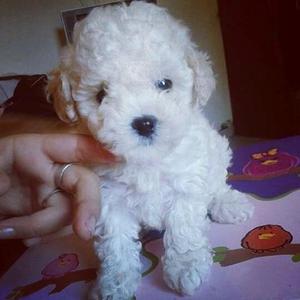 Lindos Poodle Toy