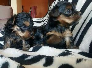 Lindos cachorros Yorkshire Terrier Toy