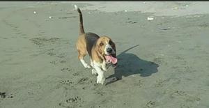 Perro basset hound
