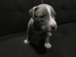 Pitbull Silver Fawn