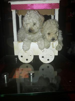 Poodles Toy