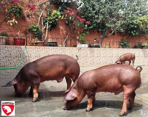 Reproductores Porcinos Arequipa: Marranas y Verracos