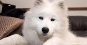 Samoyedo a 300