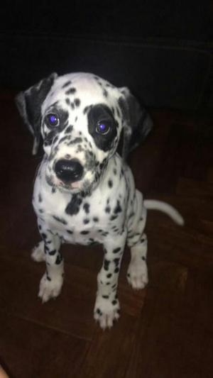 Se Vende Cachorra Dalmata