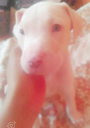 Se Vende Dogo A.