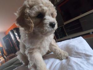 VENDO CACHORRO POODLE TOY APRICOT