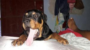 Vendo Cachorro Rotweiler