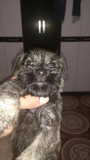 Vendo Perro Schnauzer Toys