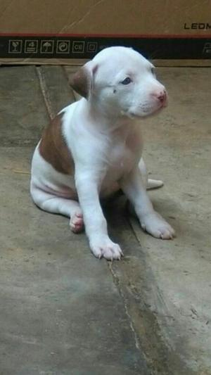 Vendo Perros Pitbull