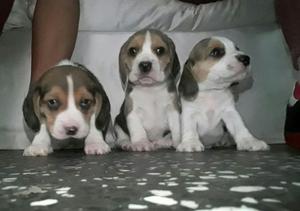 beagle cachorritos