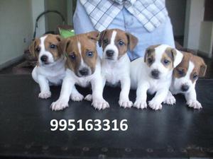 jack russell cachorros bellos