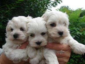 maltes bellos toy miniaturas cachorritos blancos machos no