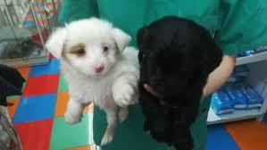 pekines cruce con chihuahuas bonitos cachorritos blanco con