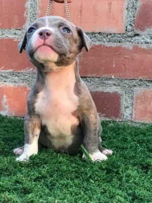 American Bully X Fusion