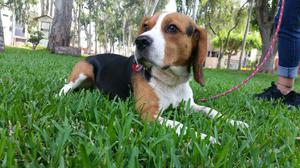 Beagle para Monta