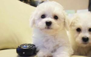 ❤ Bichon Frise