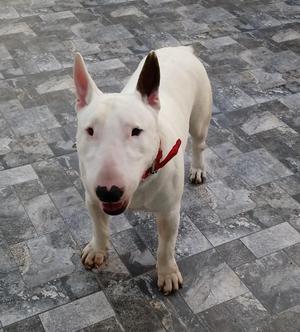 Bull Terrier Blanco Servicio de Monta