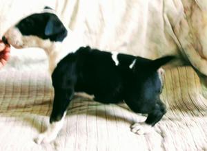 Cachorra Bull Terrier