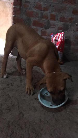 Cachorra Presa Canario de Tres Meses