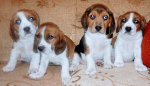 Cachorritos Beagles Arequipa