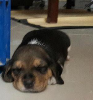 Cachorritos beagle tricolor en venta cel 