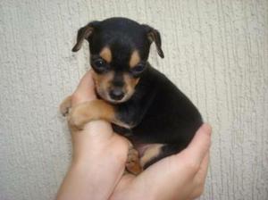 Cachorro Pinscher