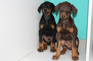 Cachorros Doberman