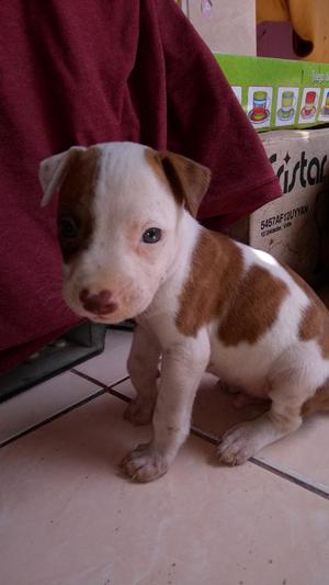 Cachorros Pit Bull