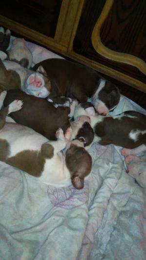 Cachorros Pitbull