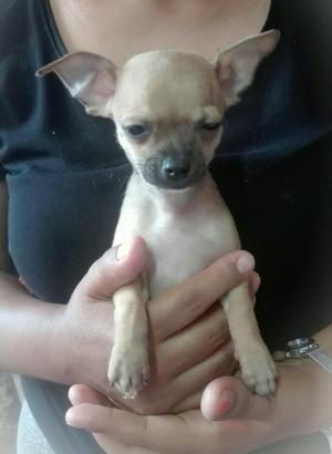 Chihuahuas Buscan Familia