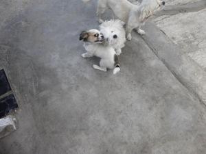 DOY EN ADOPCION 2 CACHORROS DE 3 MESES MACHO HEMBRA