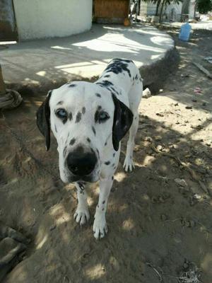 Dalmata