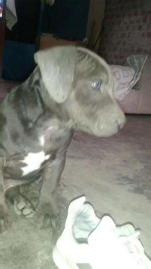 Disponible American Bully