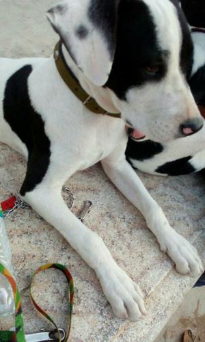 Doy en Adopción Cachorro de Dogo Argenti