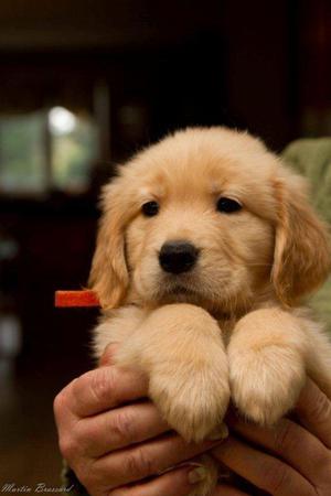 GOLDEN RETRIEVER CACHORROS VENTA