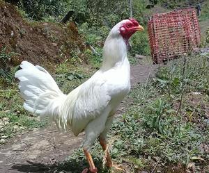 Gallo Azil X Colombia