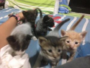 Gatitos en adopcin