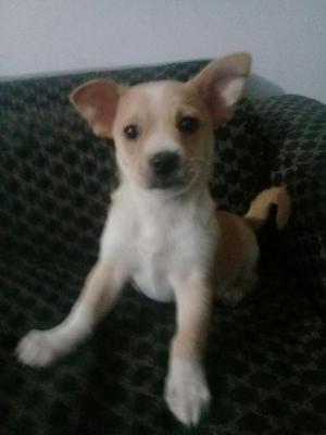 Hermoso Chihuahua Macho