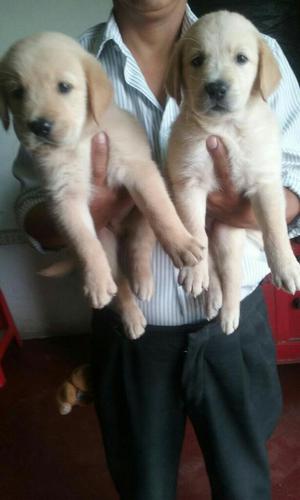 Hermosos Cachorros Labradores