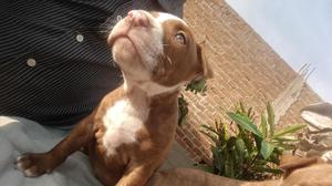 Hermosos pitbull red nose 299 soles