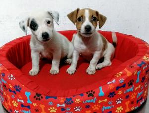 Jack Russell Terrier