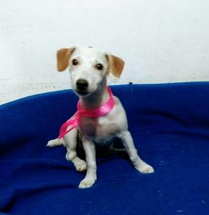 Jack Russell de 4 Meses